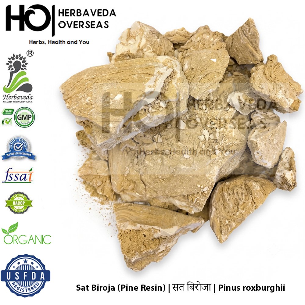 Sat Biroja (Pine Resin) | सत बिरोजा | Pinus roxburghii
