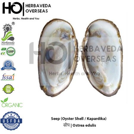 Seep (Oyster Shell / Kapardika) | सीप | Ostrea edulis