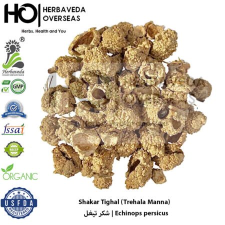 Shakar Tighal (Trehala Manna) | شکر تیغل | Echinops persicus