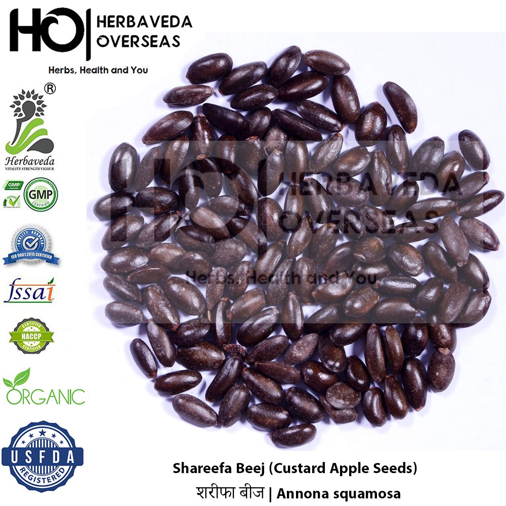 Shareefa Beej (Custard Apple Seeds) | शरीफा बीज | Annona squamosa
