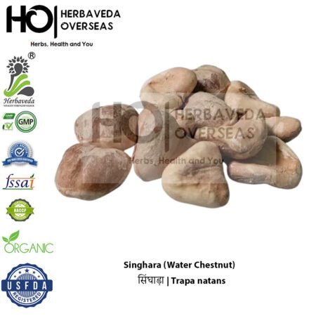 Singhara (Water Chestnut) | सिंघाड़ा | Trapa natans