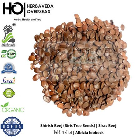 Shirish Beej (Siris Tree Seeds) | शिरीष बीज | Albizia lebbeck |Siras Beej