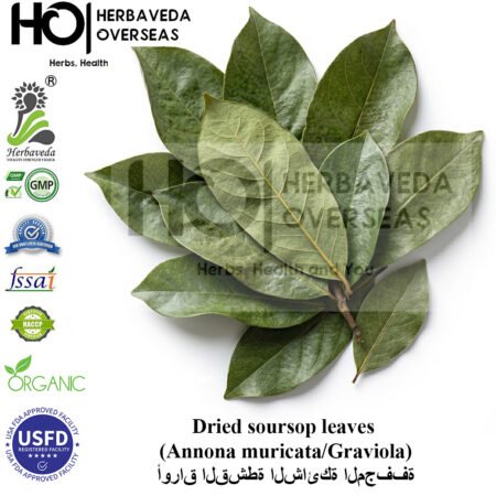 Soursop Leaves (Graviola) | साउरसोप पत्ती | Annona muricata