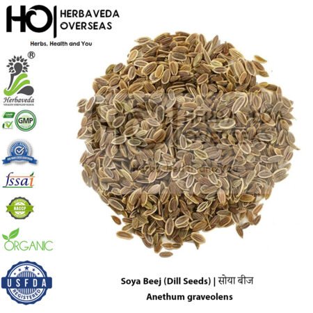 Soya Beej (Dill Seeds) | सोया बीज | Anethum graveolens