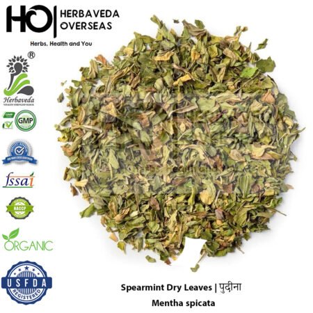 Spearmint | पुदीना | Mentha spicata