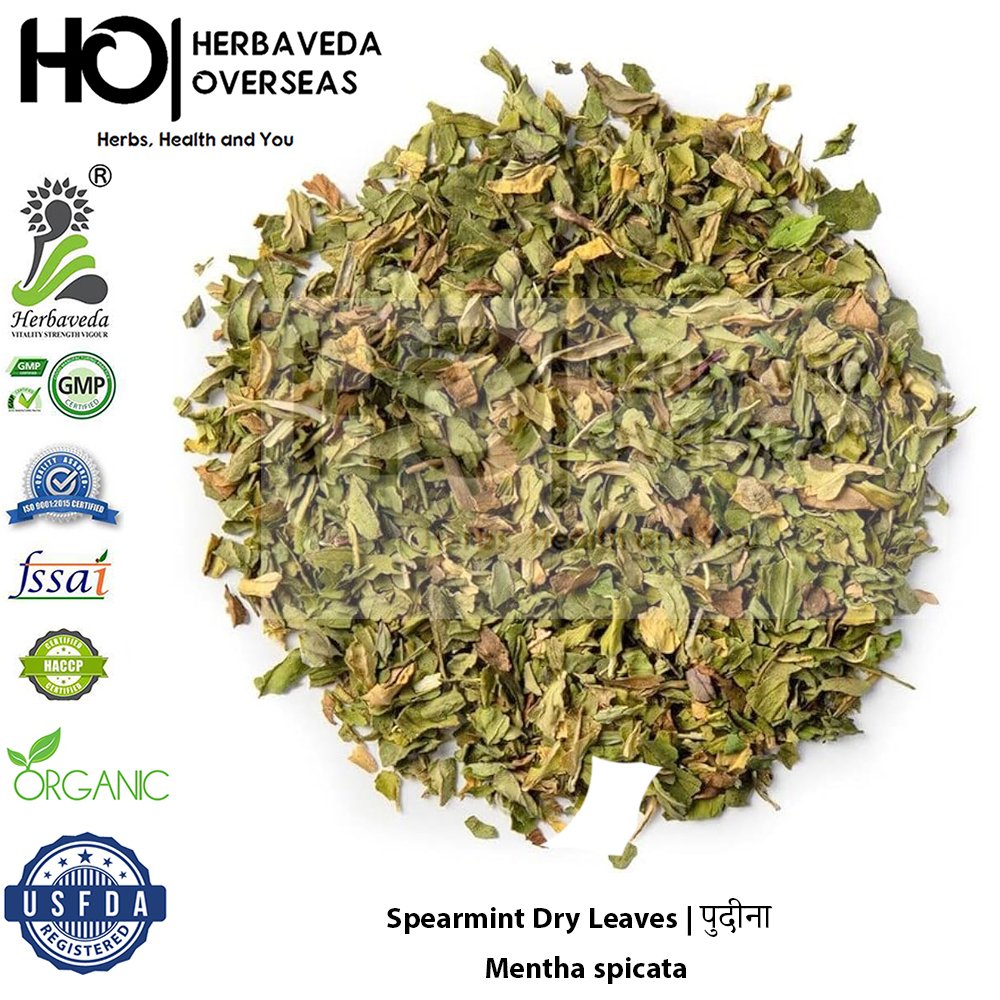Spearmint | पुदीना | Mentha spicata