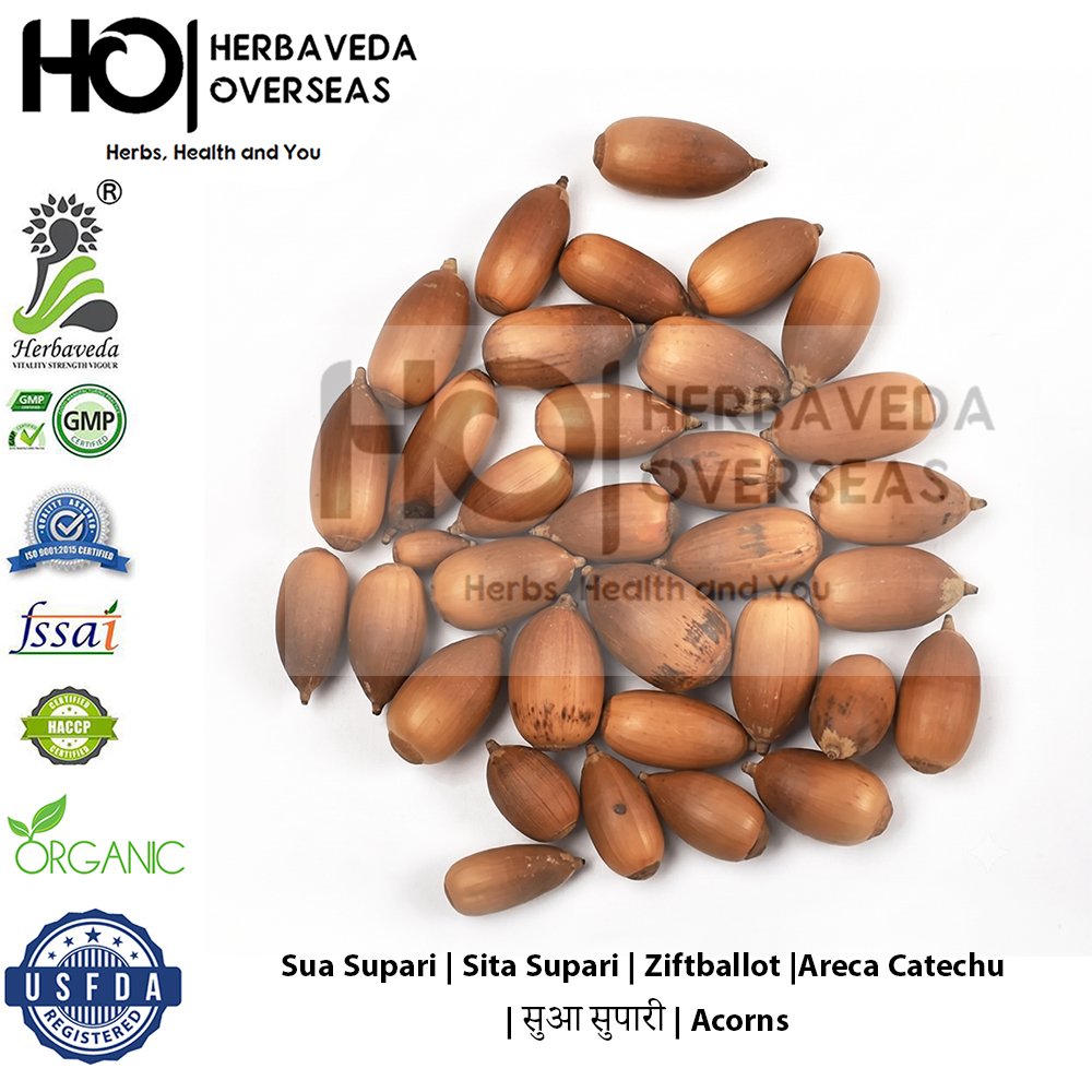 Sua Supari | Sita Supari | Ziftballot |Areca Catechu_x0003_ | सुआ सुपारी | Acorns