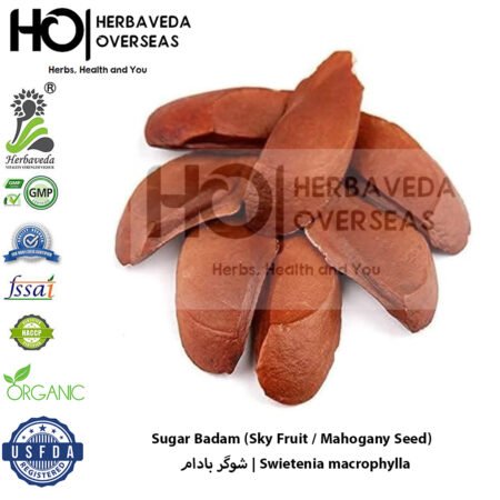 Sugar Badam (Sky Fruit / Mahogany Seed) | شوگر بادام | Swietenia macrophylla