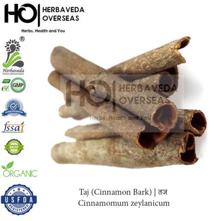 Taj (Cinnamon Bark) | तज | Cinnamomum zeylanicum