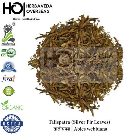 Talispatra (Silver Fir Leaves) | तालीसपत्र | Abies webbiana