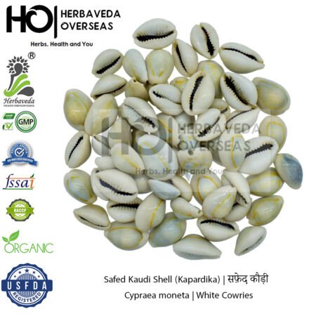Safed Kaudi Shell (Kapardika) | सफ़ेद कौड़ी | Cypraea moneta | White Cowries