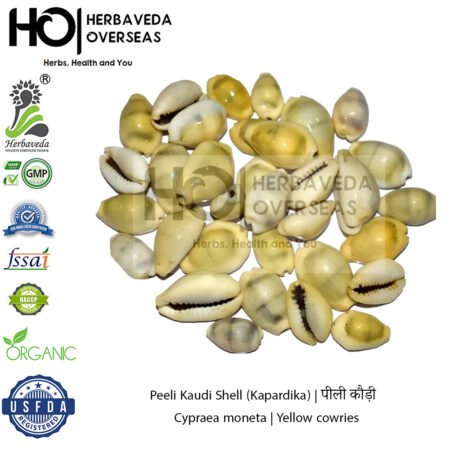 Peeli Kaudi Shell (Kapardika) | पीली कौड़ी | Cypraea moneta | Yellow cowries
