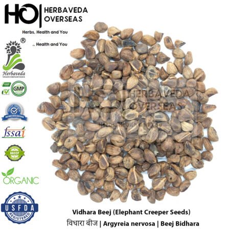 Vidhara Beej (Elephant Creeper Seeds) _x0003_ विधारा बीज | Argyreia nervosa | Beej Bidhara