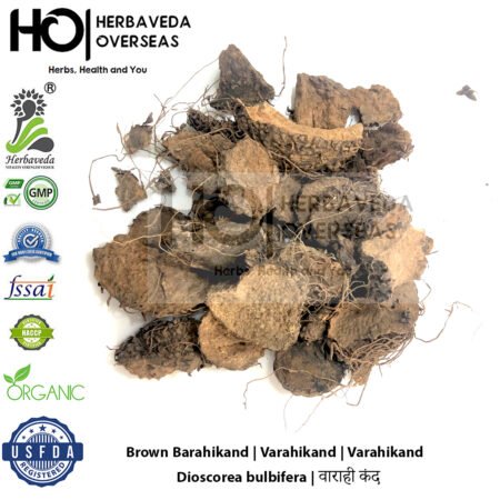 Brown Barahikand | Varahikand | Varahikand | Dioscorea bulbifera | वाराही कंद