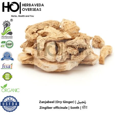 Zanjabeel (Dry Ginger) | زنجبیل | Zingiber officinale | Sonth