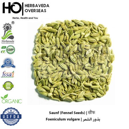 Saunf (Fennel Seeds) | सौंफ | Foeniculum vulgare