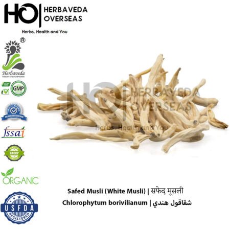 Safed Musli (White Musli) | सफेद मूसली | Chlorophytum borivilianum