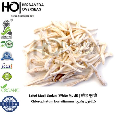 Safed Musli Sudan (White Musli) | सफेद मूसली | Chlorophytum borivilianum