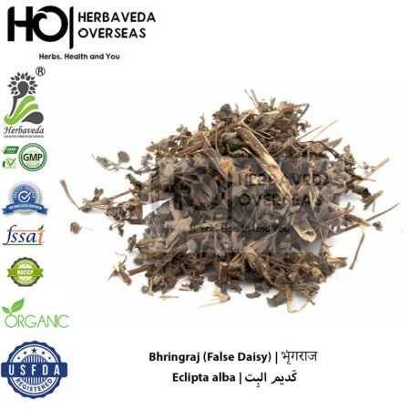 Bhringraj (False Daisy) | भृंगराज | Eclipta alba