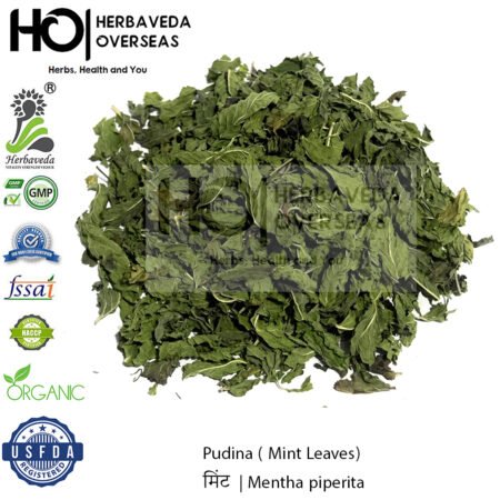 Pudina ( Mint Leaves) | पुदीना  | Mentha piperita