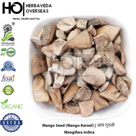 Mango Seed (Mango Kernel) | आम गुठली | Mangifera indica