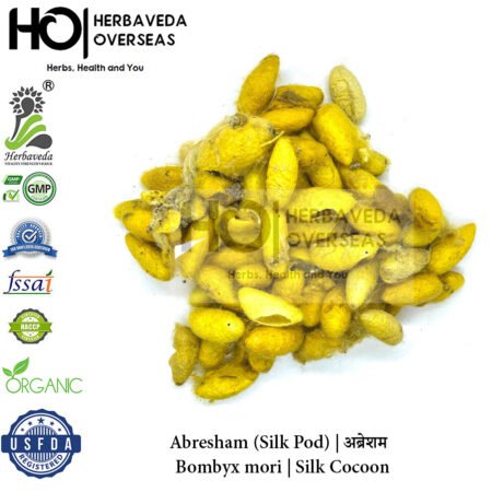Abresham (Silk Pod) | अब्रेशम | Albizia lebbeck