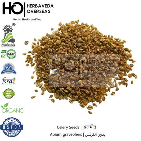 Celery Seeds | अजमोद | Apium graveolens