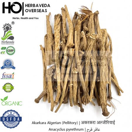 Akarkara Algerian (Pellitory) | अकरकरा अल्जीरियाई | Anacyclus pyrethrum