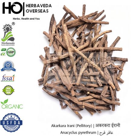 Akarkara Irani (Pellitory) | अकरकरा ईरानी | Anacyclus pyrethrum