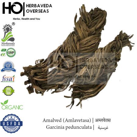 Amalved (Amlavetasa) | अम्लवेतस | Garcinia pedunculata