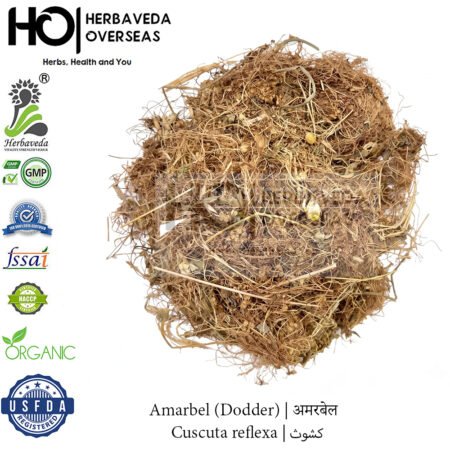 Amarbel (Dodder) | अमरबेल | Cuscuta reflexa