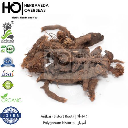 Anjbar (Bistort Root) | अंजबर | Polygonum bistorta