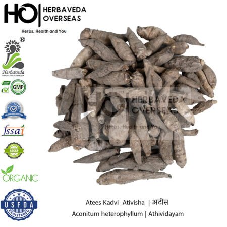 Atees Kadvi  Ativisha  | अटीस | Aconitum heterophyllum