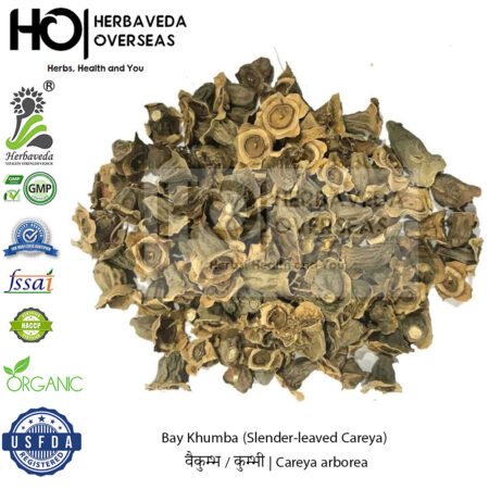 Bay Khumba (Slender-leaved Careya) | वैकुम्भ / कुम्भी | Careya arborea