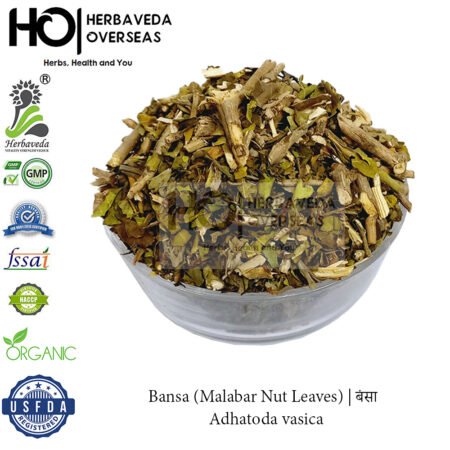 Bansa (Malabar Nut Leaves) | बंसा | Adhatoda vasica