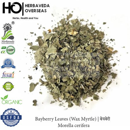 Bayberry Leaves (Wax Myrtle) | बेयबेरी | Morella cerifera