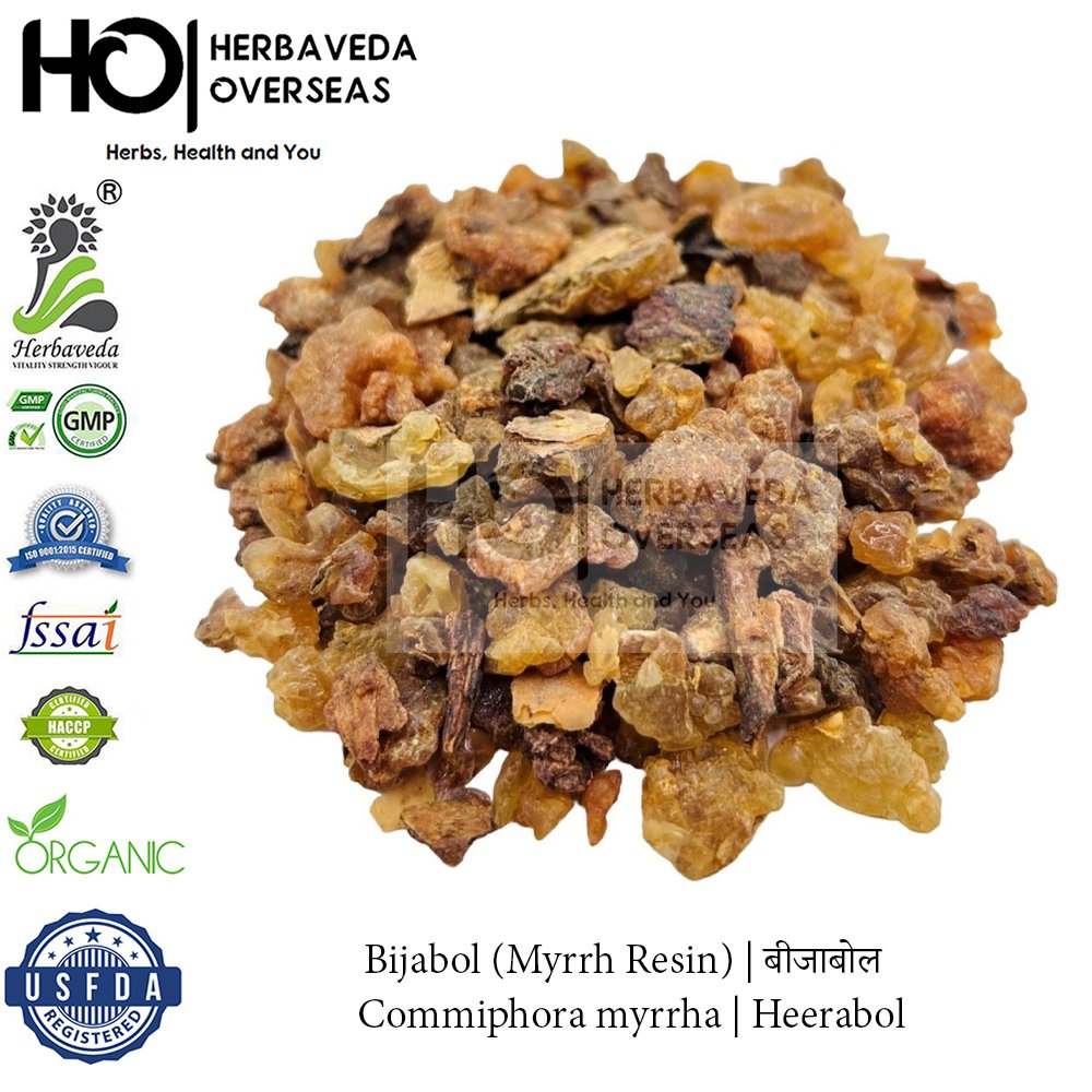 Bijabol (Myrrh) | बीजाबोल | Commiphora myrrha