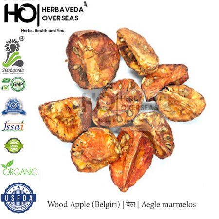 Wood Apple (Belgiri) | बेल | Aegle marmelos