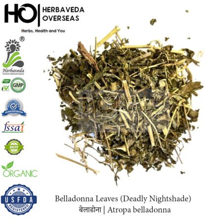 Belladonna (Deadly Nightshade) | बेलाडोना | Atropa belladonna
