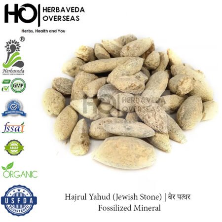 Hajrul Yahud (Jewish Stone) | बेर पत्थर | Fossilized Mineral