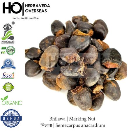 Bhilawa | Marking Nut Tree (East Indian Marking Nut) | भिलावा | Semecarpus anacardium