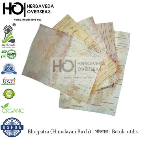 Bhojpatra (Himalayan Birch) | भोजपत्र | Betula utilis