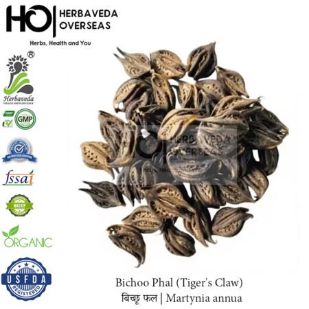 Bichoo Phal (Tiger's Claw) | बिच्छू फल | Martynia annua