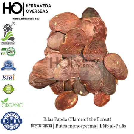 Bilas Papda (Flame of the Forest) | बिलास पापड़ा | Butea monosperma