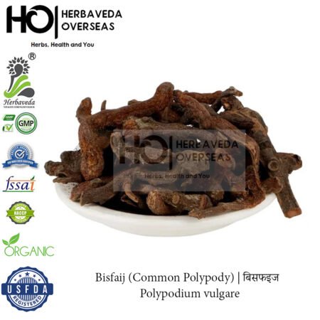 Bisfaij (Common Polypody) | बिसफइज | Polypodium vulgare