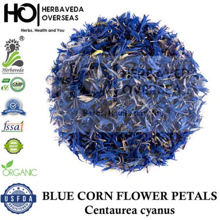 Blue Cornflower (Cornflower) | नीला कॉर्नफ्लावर | Centaurea cyanus