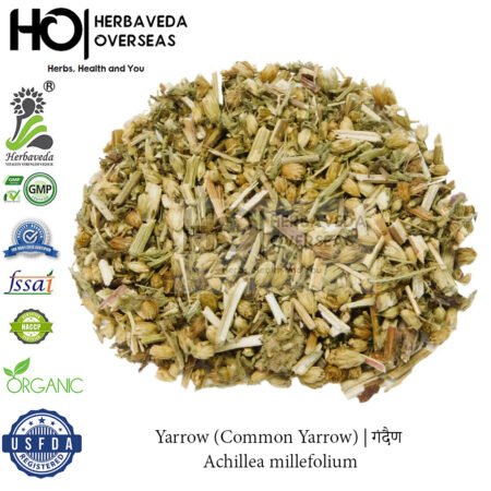 Yarrow (Common Yarrow) | गंदैण | Achillea millefolium