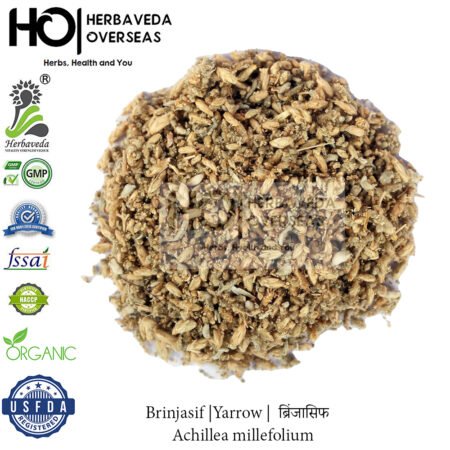 Brinjasif |Yarrow |  ब्रिंजासिफ  | Achillea millefolium