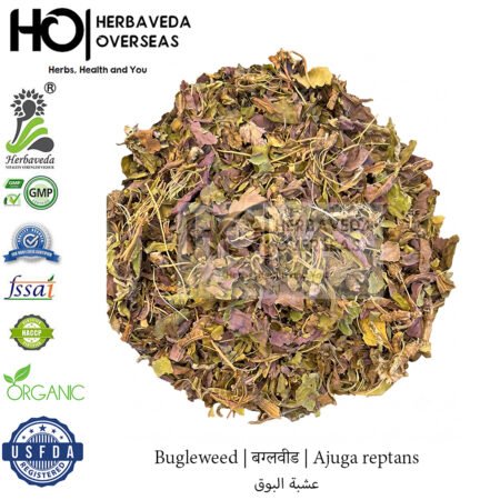 Bugleweed | बग्लवीड | Ajuga reptans