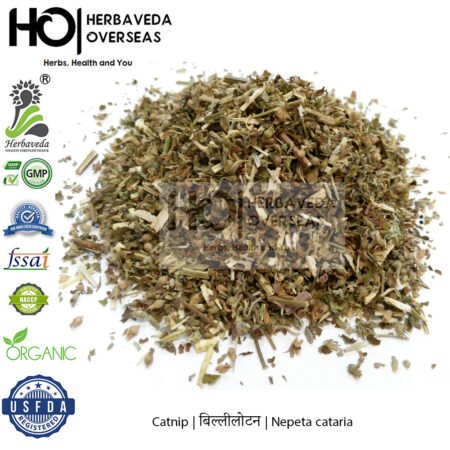 Catnip | बिल्लीलोटन| Nepeta cataria